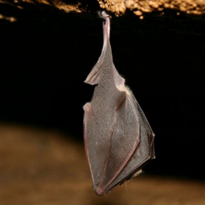 Quei pipistrelli che abitano nelle grotte del Monte Fenera