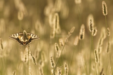 Individuo adulto di Papilio machaon | Foto Roberto Pegolo
