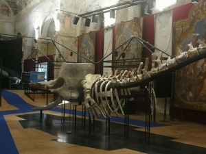 Allestimento dei reperti del capodoglio di Vigliano per la mostra al Museo dei Fossili