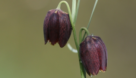 Fritillaria a Arnodera (Gravene, To) 