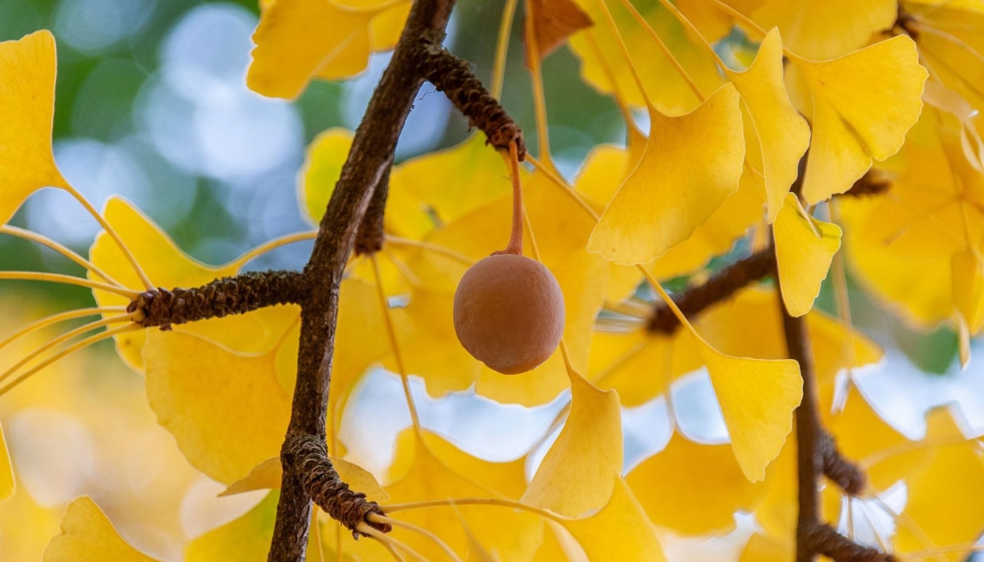 Foglie e frutto di un esemplare femminile di Gingko Biloba - Foto Pixabay 