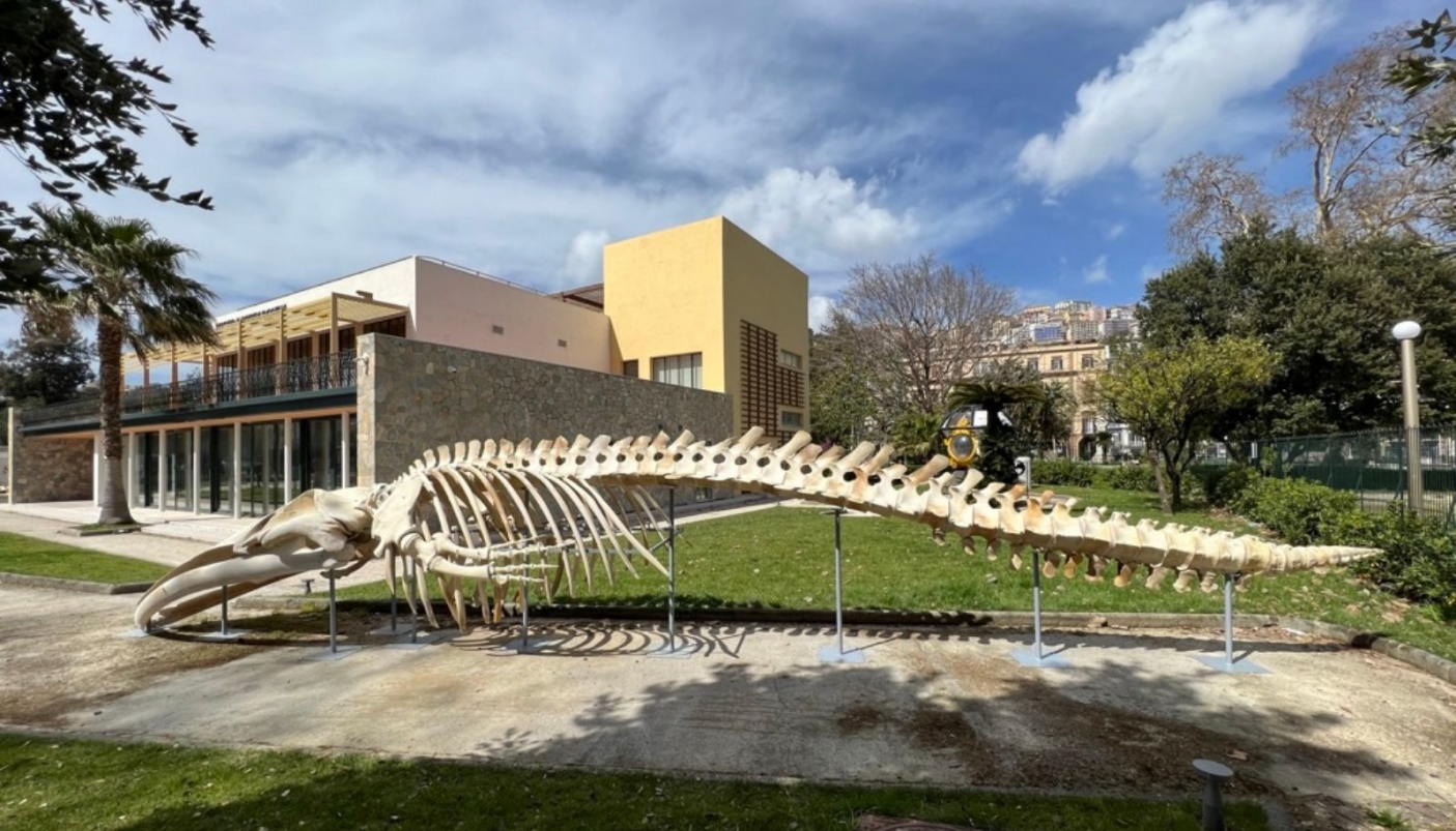 Il Il Museo Darwin Dohrn (DaDoM) di Napoli - Foto p.g.c. DaDoM 