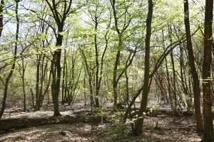 Esempio di bosco naturale che sostituirà il pioppeto nel Parco La Mandria