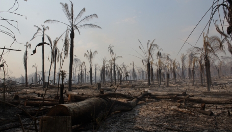 Amazzonia, la foresta tropicale dopo le fiamme  (Foto: p.g.c Linda Gonzalez Peppla)