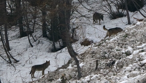 Branco di lupi a Fraisse, Val Chisone (Piemonte)