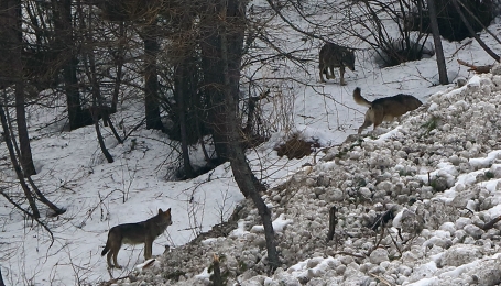 Branco di lupi a Fraisse, Val Chisone (Piemonte) P.g.c. foto BattiGai