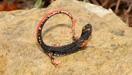 Salamandrina di Savi in atteggiamento terrifico (Foto G. Gola)