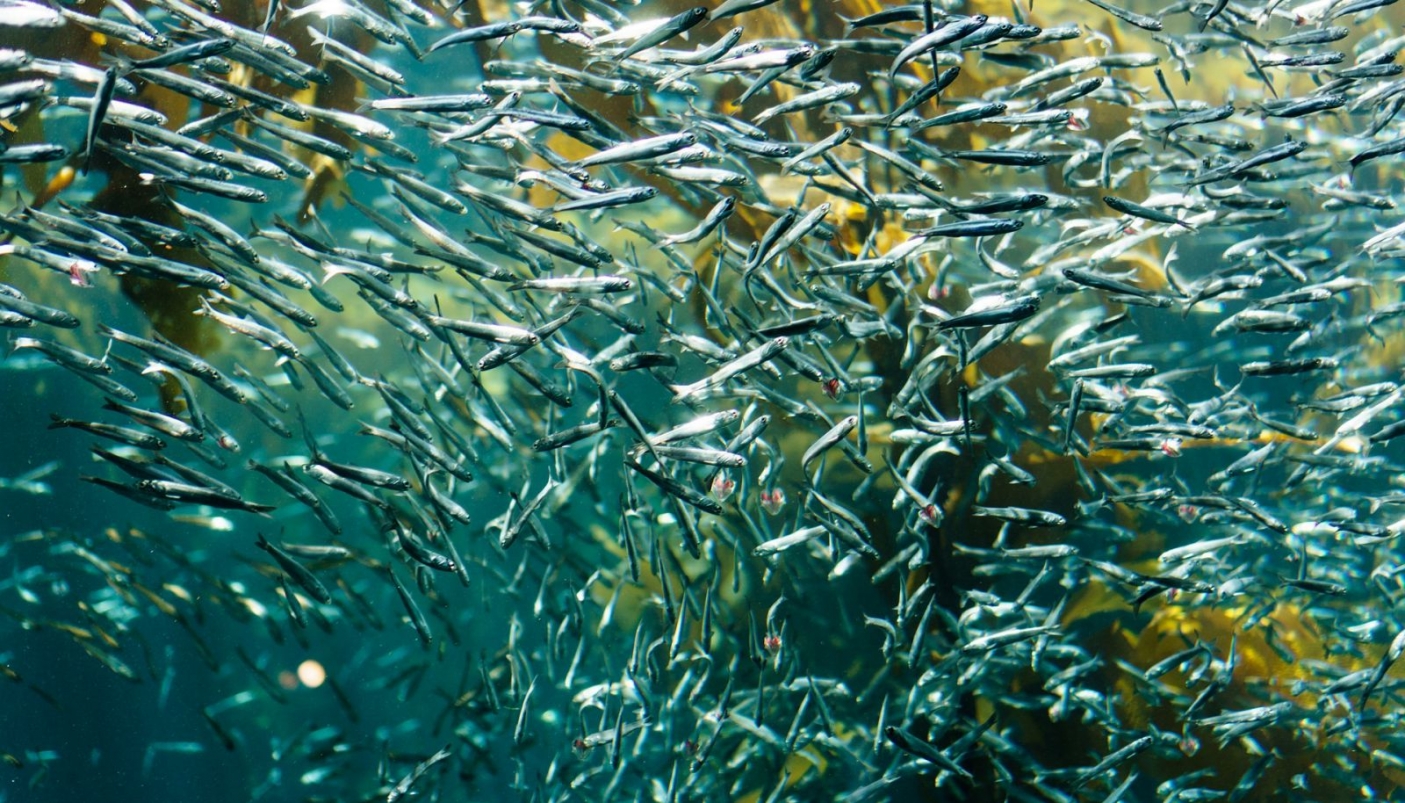 Mi manca nuotare tra i banchi di sardine dello Ionio
