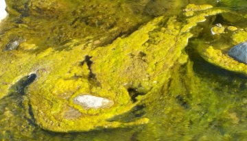 Le alghe soffocano il Pellice