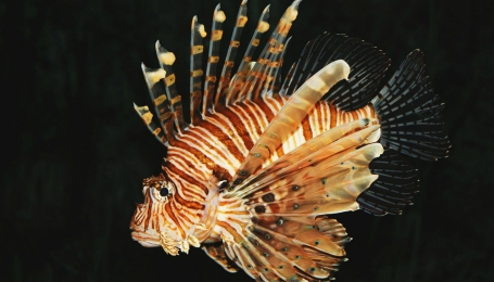 Pesce scorpione Foto Wikimedia
