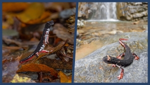 Salamandrina perspicillata in &quot;Stand-up display&quot; (foto G. Bruni) e Salamandrina terdigitata (foto M. Di Nicola)