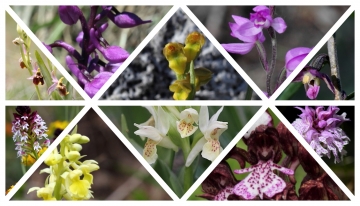 Nel collage di orchidee spontanee, foto di Ruggero Casse