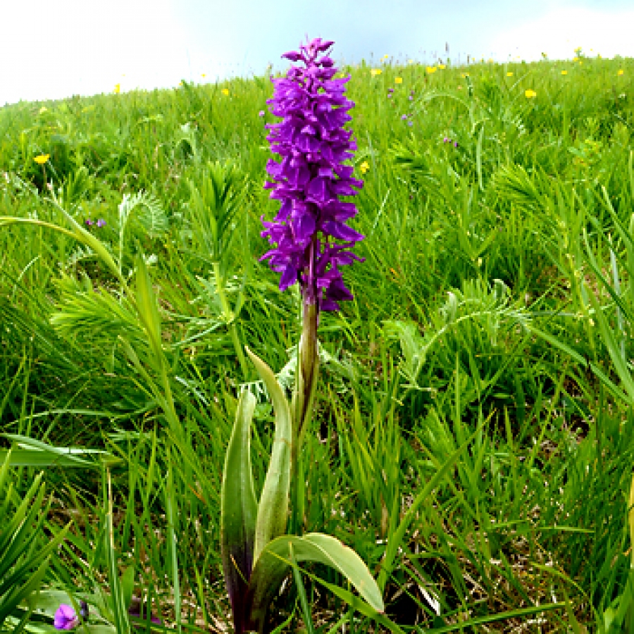 un orchidea nelle praterie del Monte Antola foto A.Molino