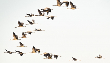 Al Po piemontese il censimento invernale degli uccelli acquatici