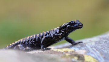 Una salamandra piccola e nera