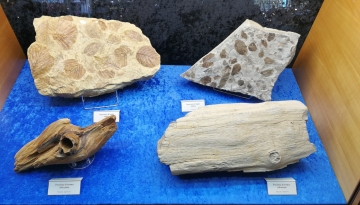 Fossili di vegetali in esposizione all&#039; Euromineralexpo - p.g.c. Parco paleontologico astigiano