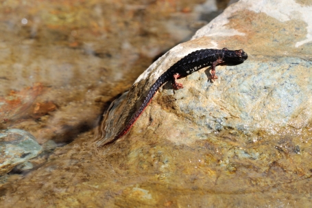 Salamandrina di Savi a Casaleggio Boiro  | Foto Giacomo Gola - Arc. Aree protette Appennino piemontese