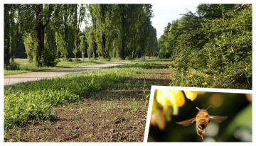 L&#039;autostrada delle api  | Foto arc. Parco Nord di Milano 
