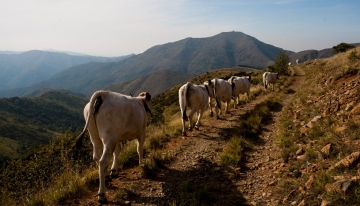  foto di Daniela Lenti - bovini razza piemontese in transumanza nelle Aree Protette dell’Appennino Piemontese (az agr Cascina Soriassa di Fraconalto AL)