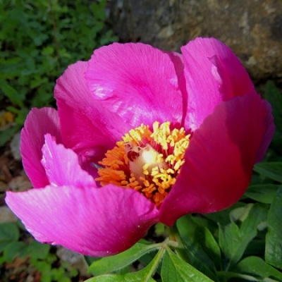 Peonia a Prato Rondanino foto A.Molino