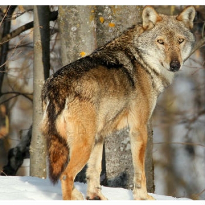 Il lupo in Piemonte