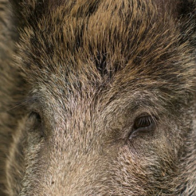 Cinghiali, dalla conoscenza della specie passa una gestione efficace
