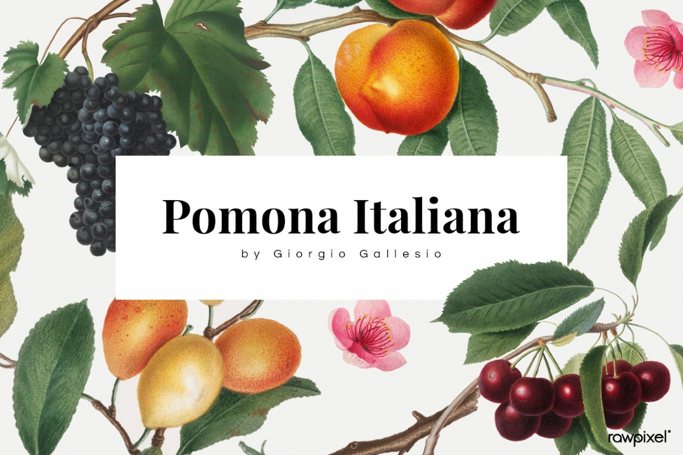 Copertina di &quot;Pomona Italiana&quot; di Giorgio Gallesio - Foto Rawpixel