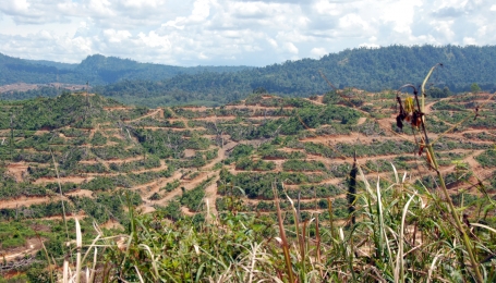 Gli effetti della deforestazione nella zona dei Penan - Foto © Survival International 