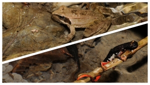 Nella foto: in alto, Rana appenninica ZSC dell&#039;Antola; in basso, Salamandrina del Savi Rio Riazzo