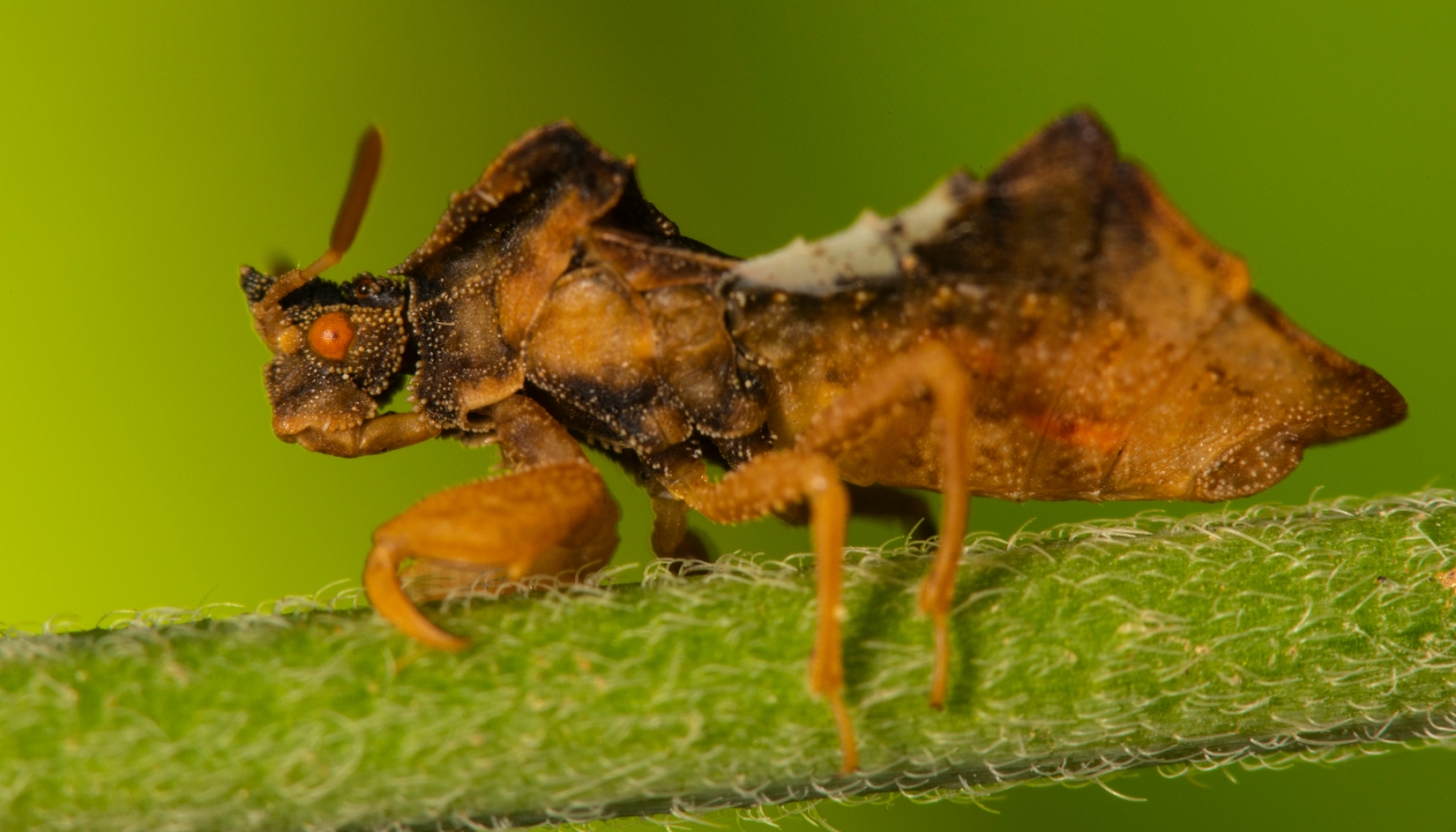 Gli insetti e lo sviluppo delle zampe raptatorie - Foto F. Crovetto