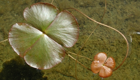 Il quadrifoglio d&#039;acqua (Marsilea quadrifolia) (Foto C. Minuzzo)
