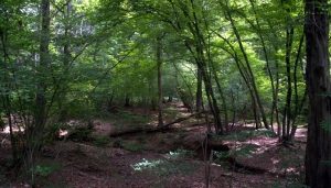 La foresta della Mandria - Foto arch. EGAP dei Parchi reali