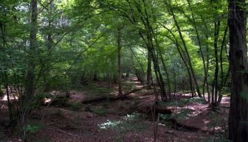 La foresta della Mandria - Foto arch. EGAP dei Parchi reali 