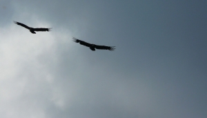 Avvoltoi in volo 