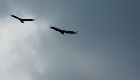 Avvoltoi in volo  | Pixabay