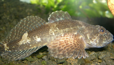 Esemplare di Cottus gobio By Piet Spaans [CC BY-SA 2.5  (https://creativecommons.org/licenses/by-sa/2.5)], via Wikimedia Commons