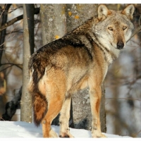 Come si riconosce e si sorveglia un lupo in natura?