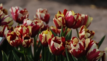 Il tulipano, storia di un fiore singolare tra alchimia e bellezza