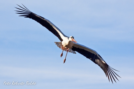 Cicogna in volo | Foto Roberto Baldo