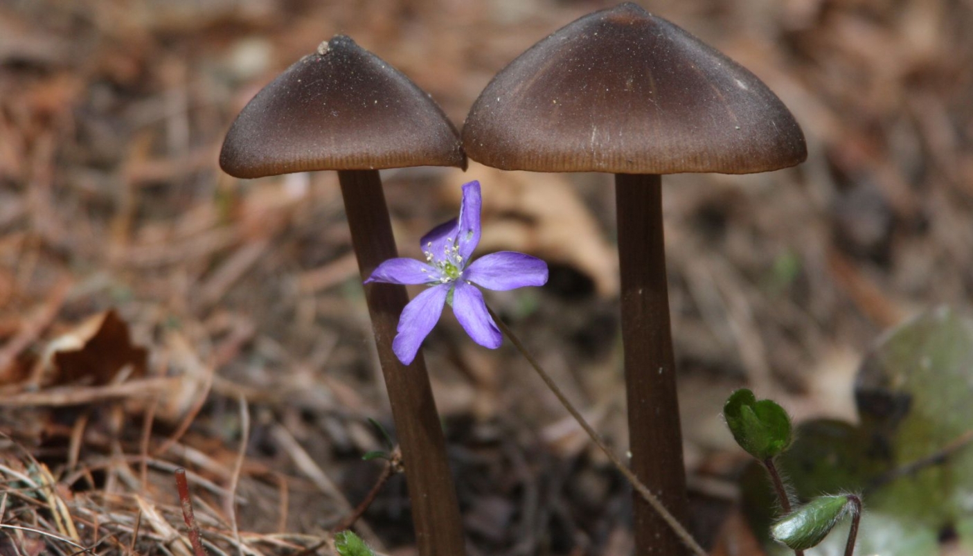 Epatica tra funghi  | Foto L. Giunti 