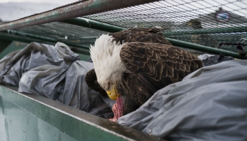 Aquila di mare testabianca tra i bidoni della spazzatura di un supermercato di Dutch Harbor, a Unalaska, Stati Uniti Foto di Corey Arnold | World Press Photo 