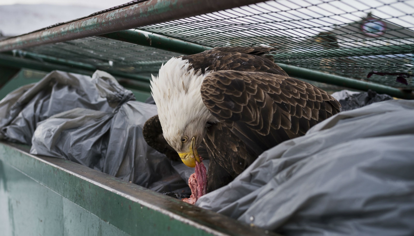 Aquila di mare testabianca tra i bidoni della spazzatura di un supermercato di Dutch Harbor, a Unalaska, Stati Uniti Foto di Corey Arnold | World Press Photo 