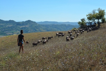 Cammino PiemonteSud, le fasce terrazzate del territorio del Roccaverano Dop