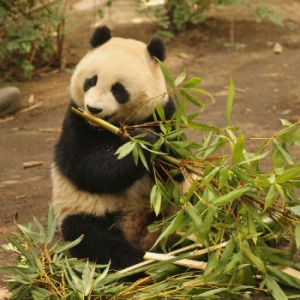 Panda gigante e bambù