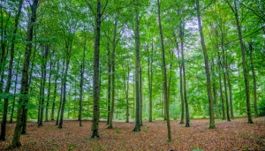 Governo del bosco: meglio ceduo, fustaia o misto?