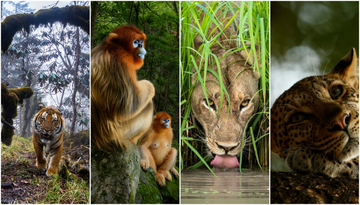 Da sinistra a destra, foto di: Emmanuel Rondeau, Marsel van Oosten, Skye Meaker, Isak Pretorius - Wildlife Photographer of the Year 