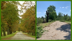 Viale dei Roveri, prima e dopo il disastro dell&#039;estate 2022