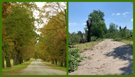 Viale dei Roveri, prima e dopo il disastro dell'estate 2022