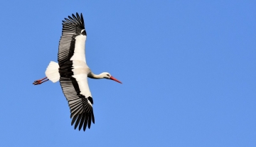 Cicogna bianca in volo | Foto Pixabay