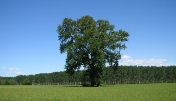 Quercus robur Farnia a Pontestura 